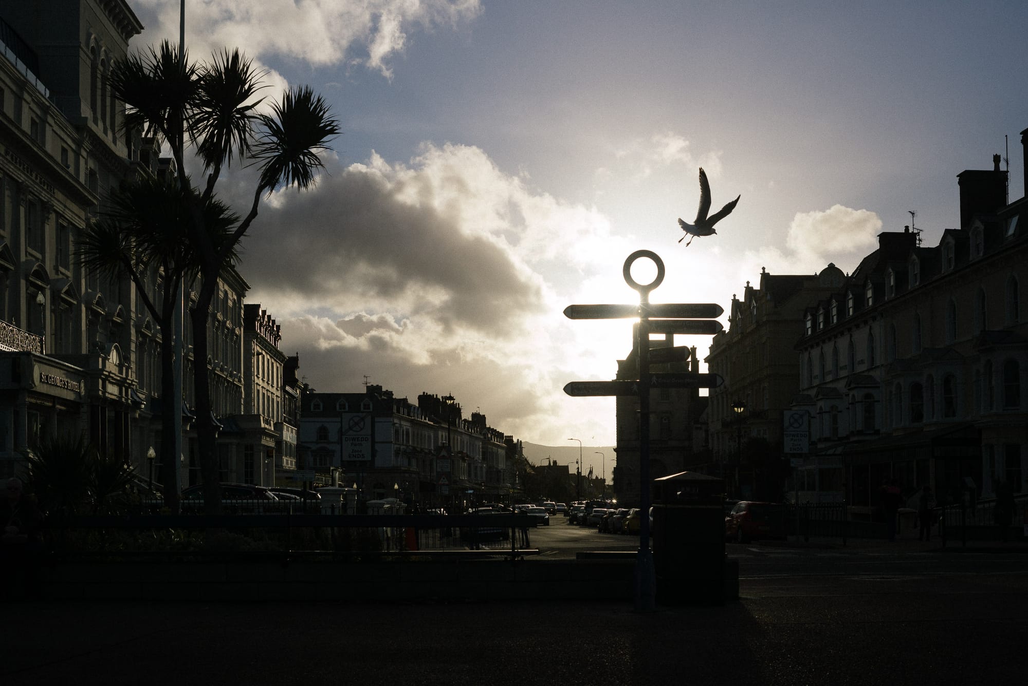 A sunset view down a street. A seagull launches off a street sign silhouetted against the sun.