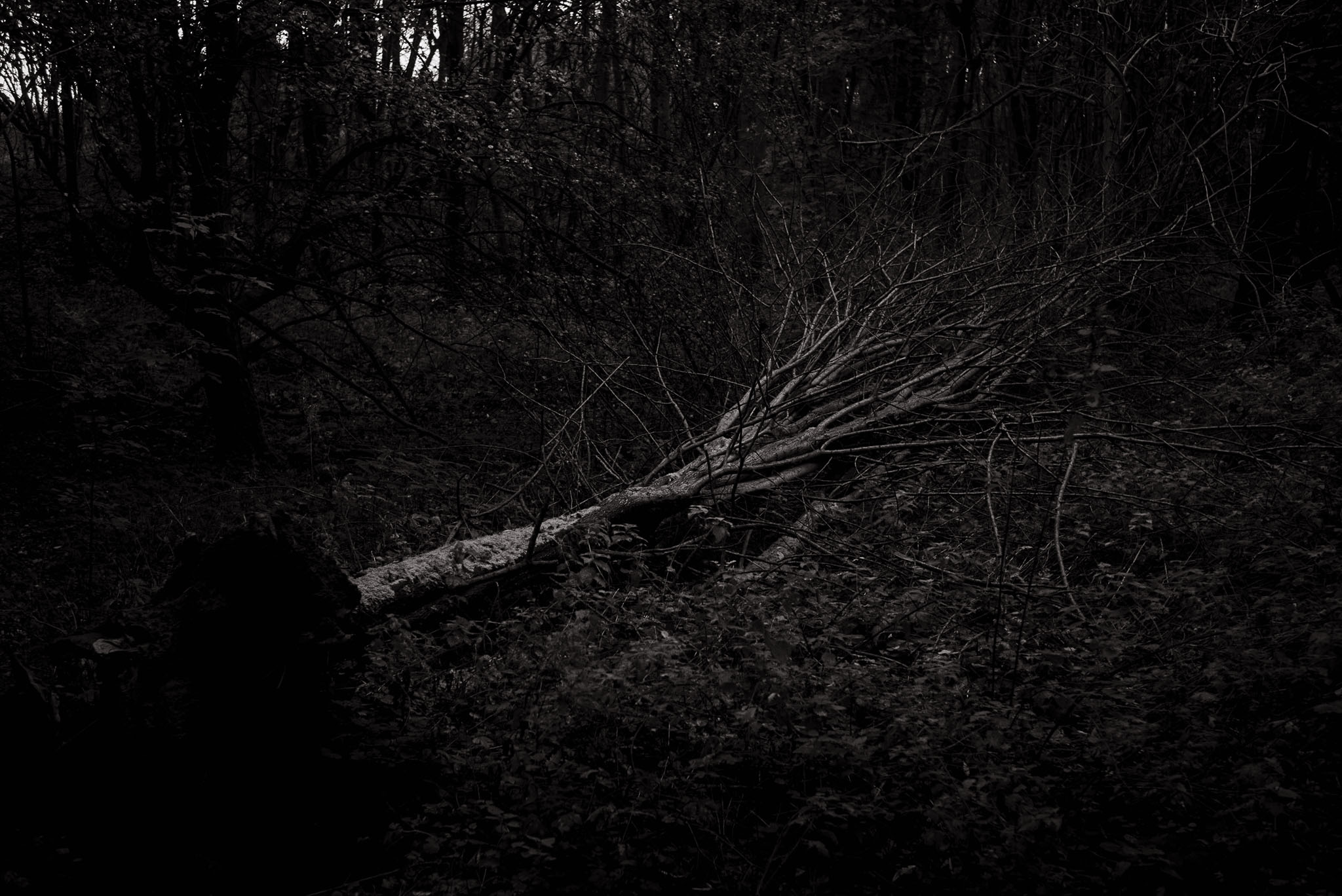 A large tree lies fallen on the ground in a dark woody space.