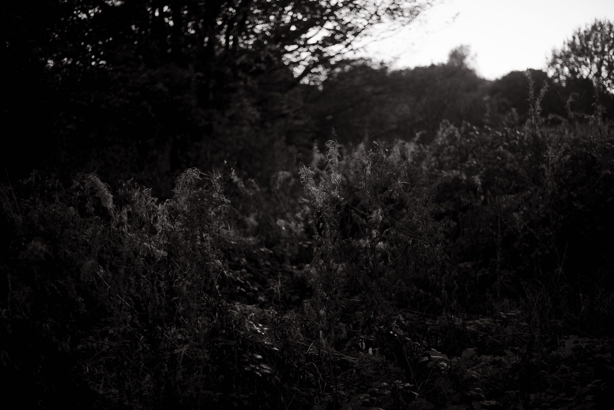 Backlit tall grass stands in a dark moody forest environment.