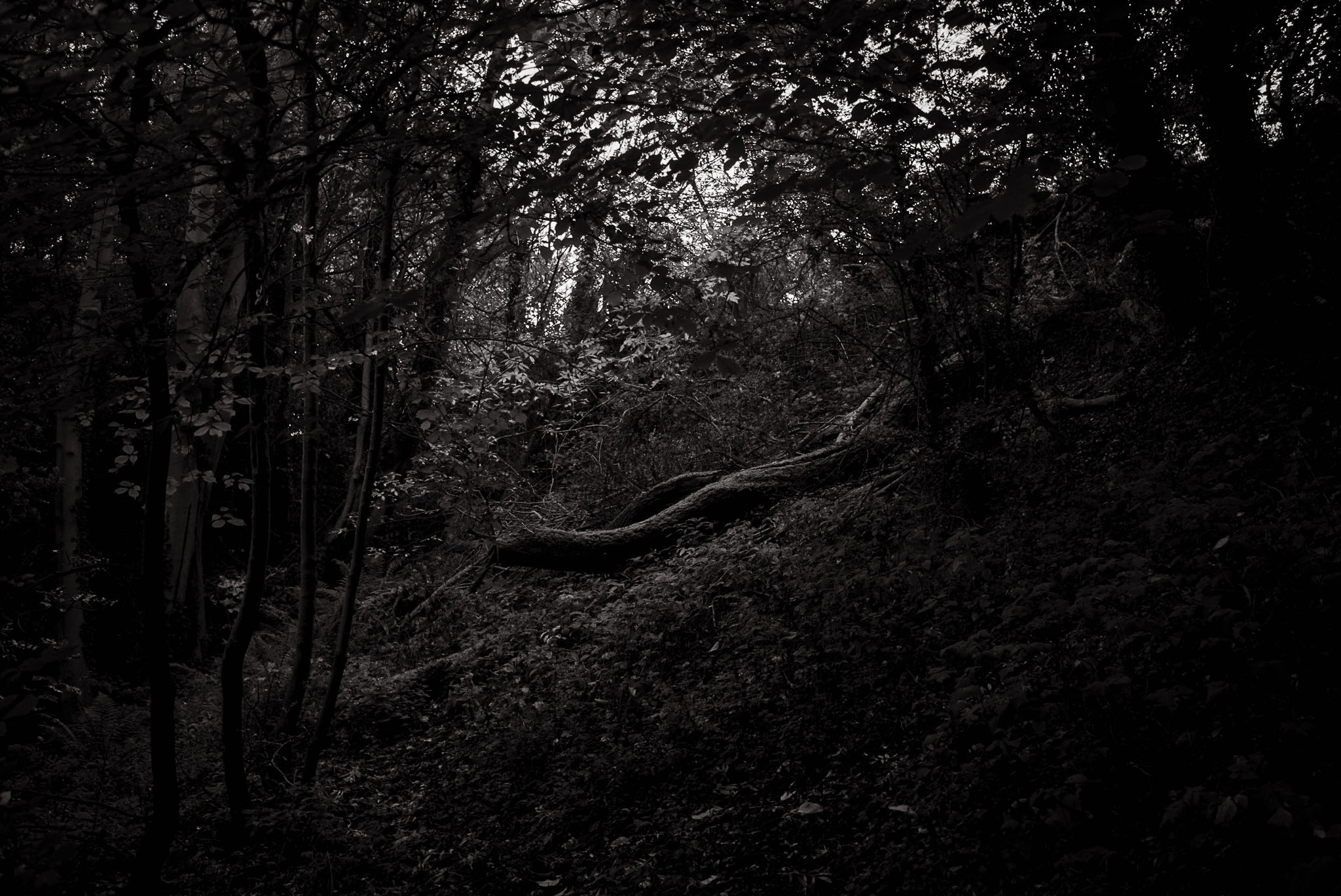 Another tree has fallen in a dark moody forest.