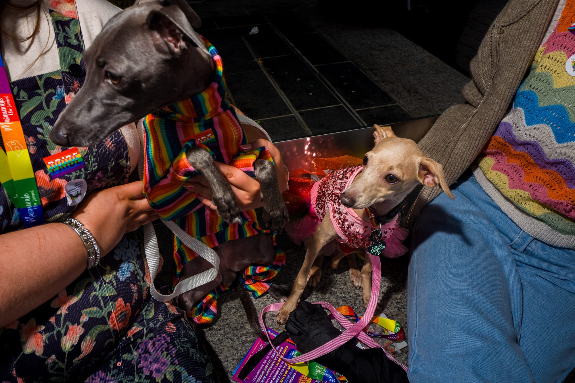 A couple of small dogs are wearing rainbow Pride outfits and sat with their owners.