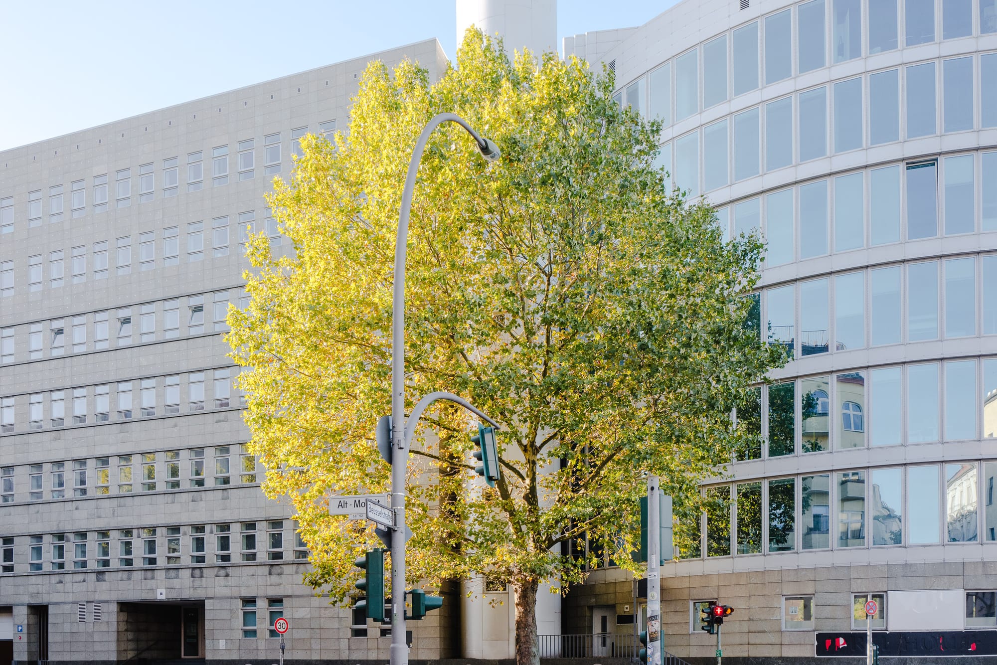 A big green tree sits outside an office block on a sunny day.