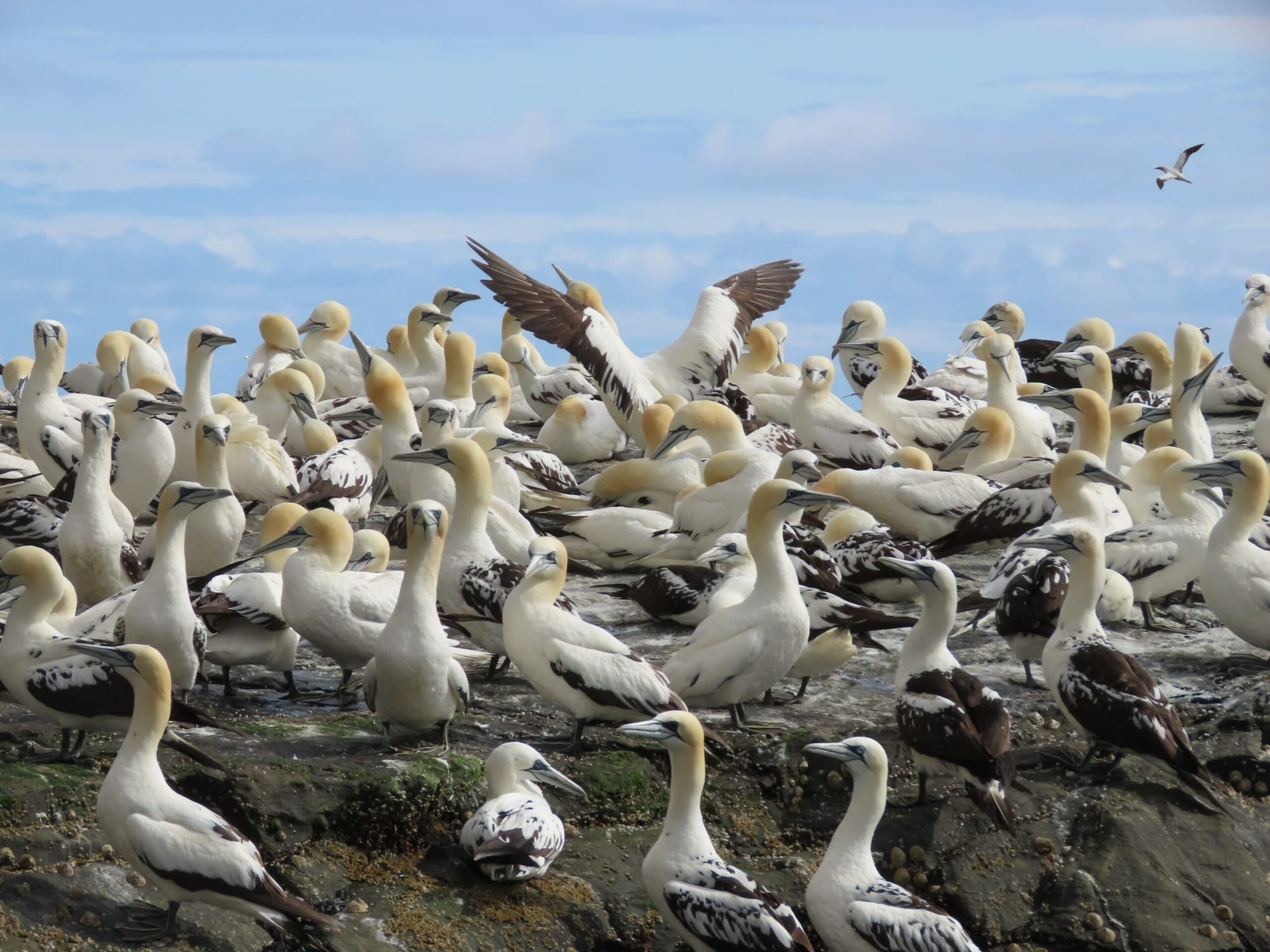 A dense collection of ganets sit on rocks. One stretches its wings.