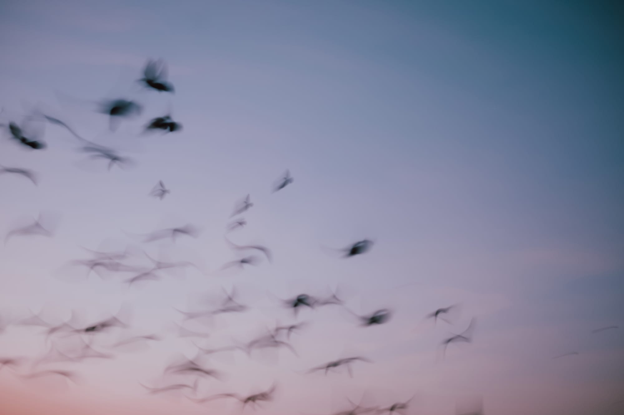 Birds fly overhead and are blurred by the long shutter speed of the camera.