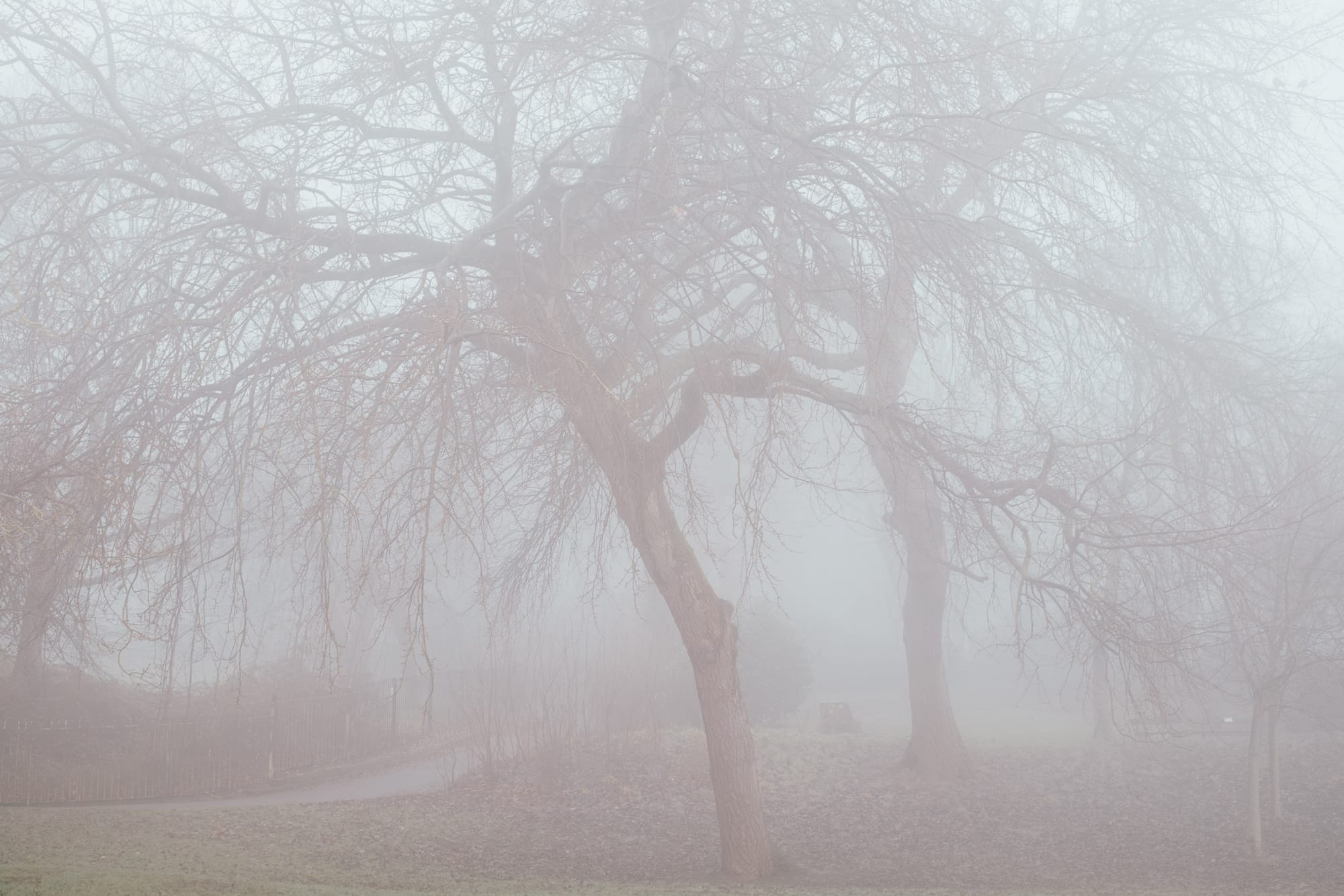 A foggy landscape featuring bare trees with intricate branches, partially obscured by mist. A winding path is visible in the background, suggesting a park or natural area.