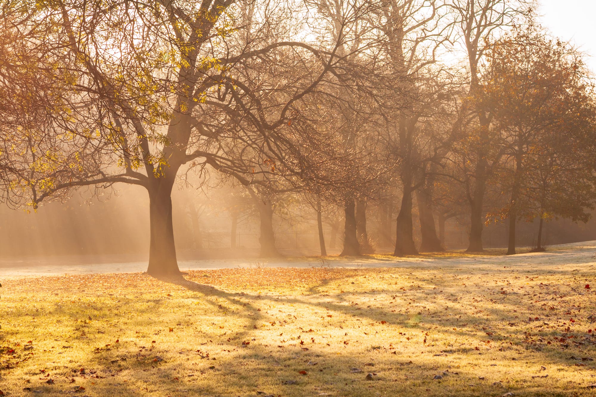 A serene landscape captures a misty morning scene in a park, featuring tall trees with bare branches and golden leaves scattered across a grassy area. Soft sunlight filters through the trees, creating a warm glow and casting long shadows on the ground, while a subtle fog adds a dreamy atmosphere to the tranquil setting.