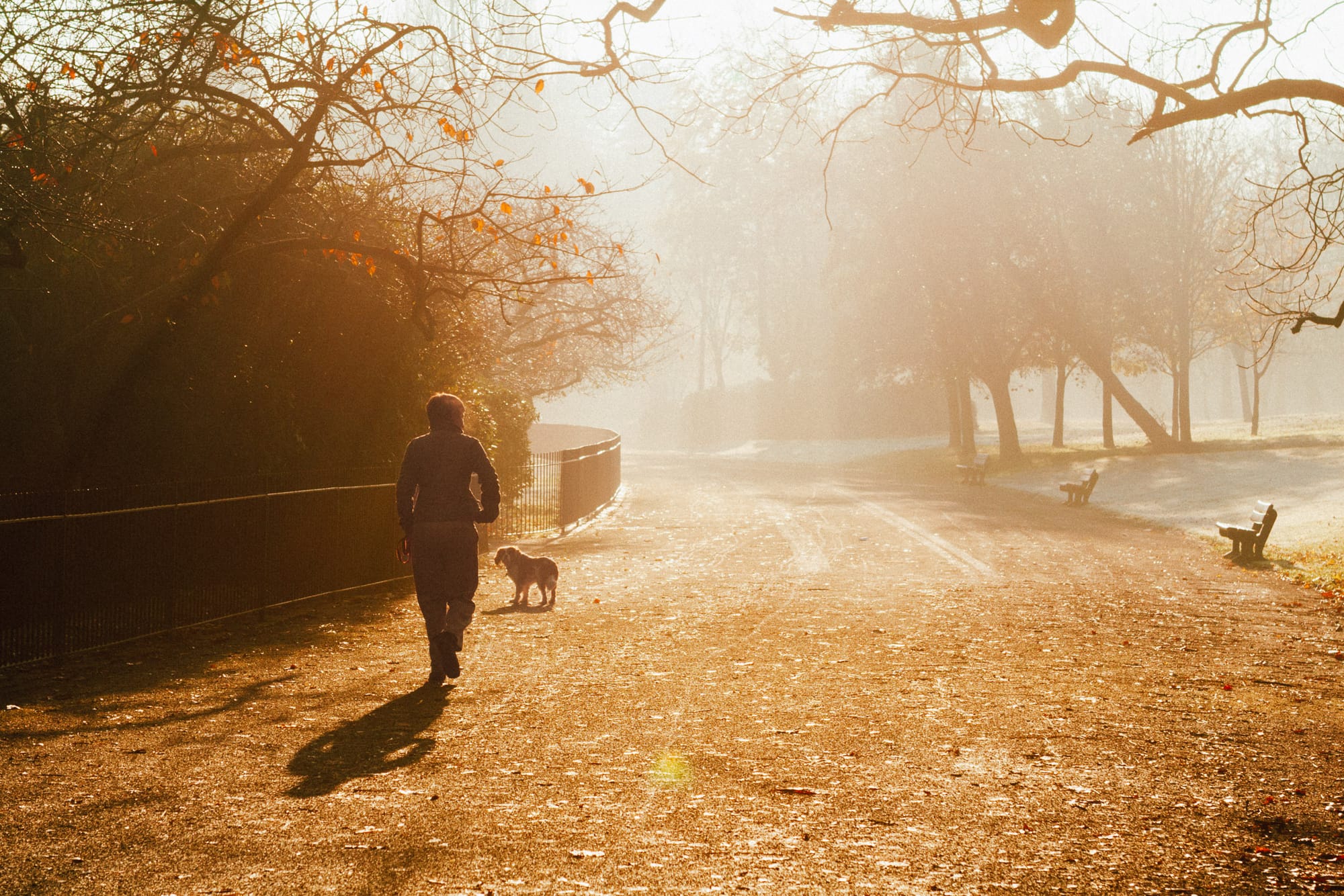 A person walks their dog through a park. The early morning sun creates beams of light through the trees.