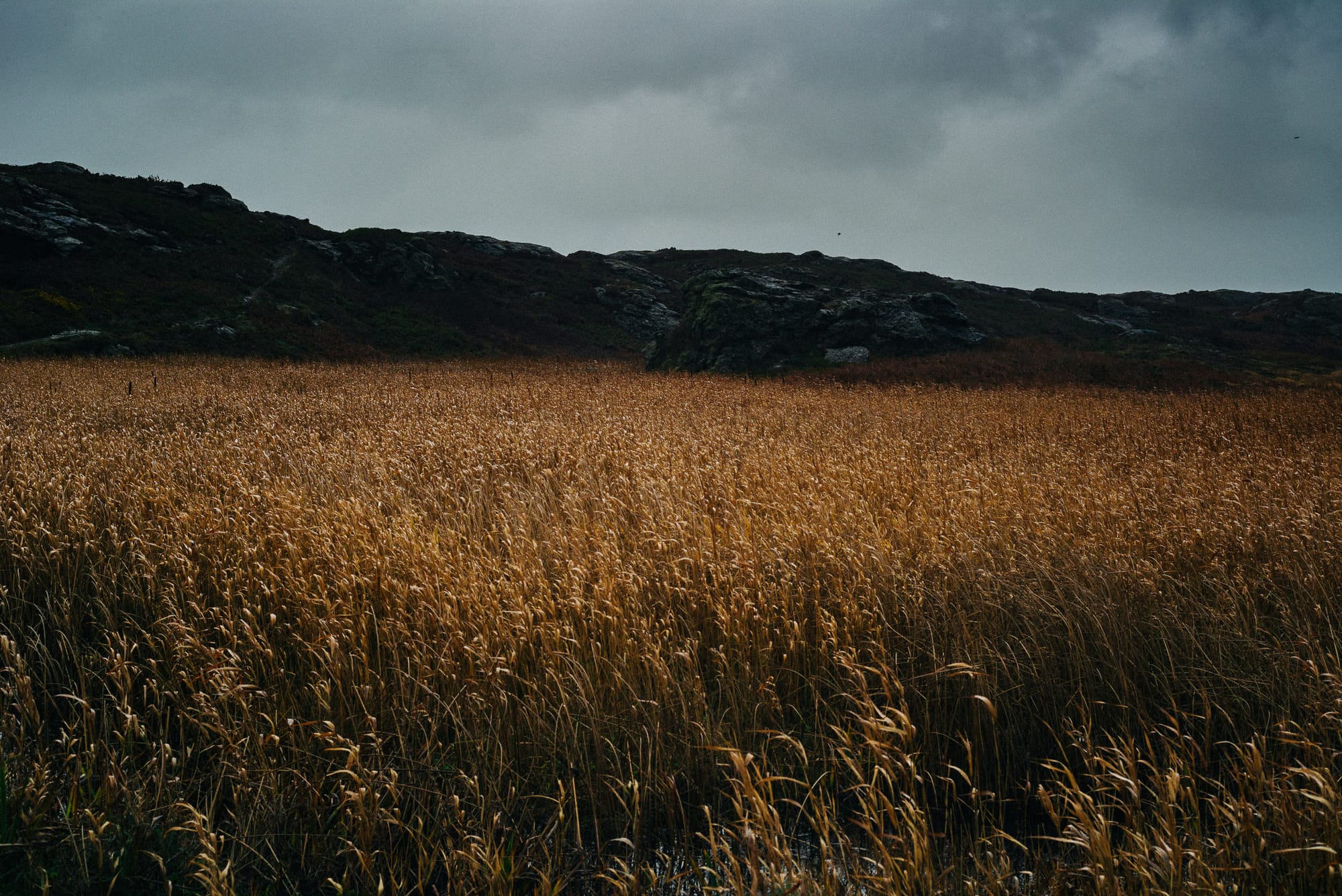 A field of tall, golden grass stretches towards a dark, overcast sky, with a dark, rocky hill in the background.