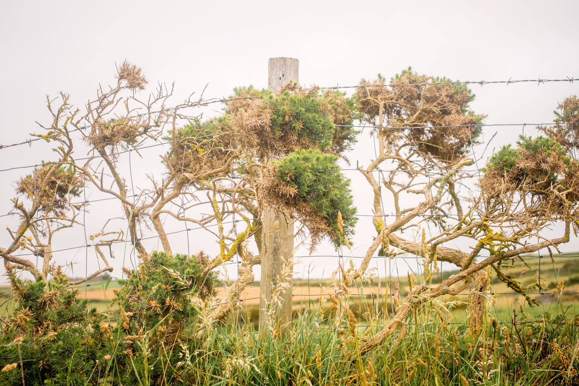 A weathered wooden fence post stands amidst tangled shrubs, which have small, bushy green tops contrasting with the barbed wire running alongside. The surrounding landscape is soft and grassy, shrouded in a hazy atmosphere, suggesting a calm and overcast day. The scene captures a blend of natural growth and rustic fencing, portraying a tranquil countryside setting.