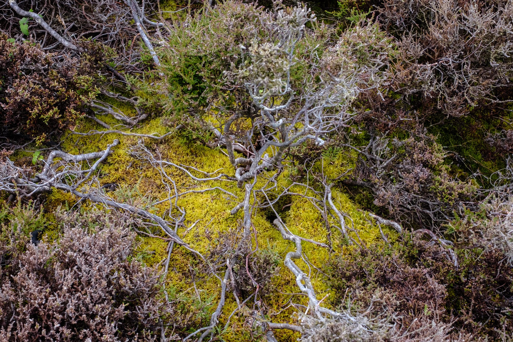 A close-up view of a textured landscape featuring intricate patterns of moss and shrubs. The ground is covered in vibrant green moss, interspersed with dry, twisted branches and varying shades of brown and green foliage, creating a rich tapestry of natural textures.