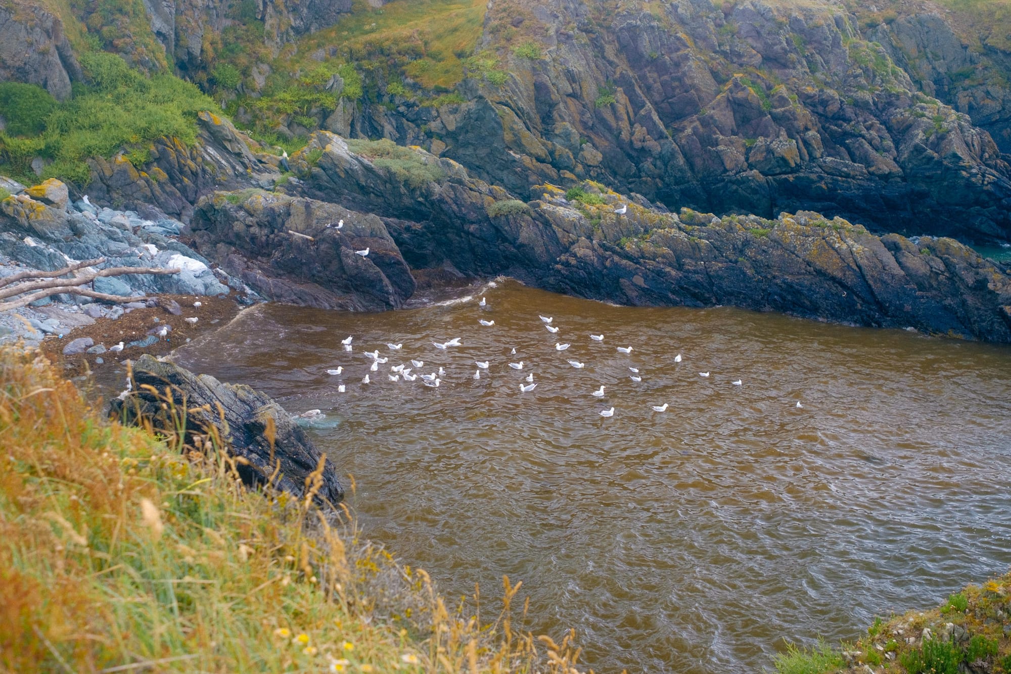 About 20 gulls sit on the water in a small cove. The rocks are dark brown and black coloured. There is grass on the top most rocks.