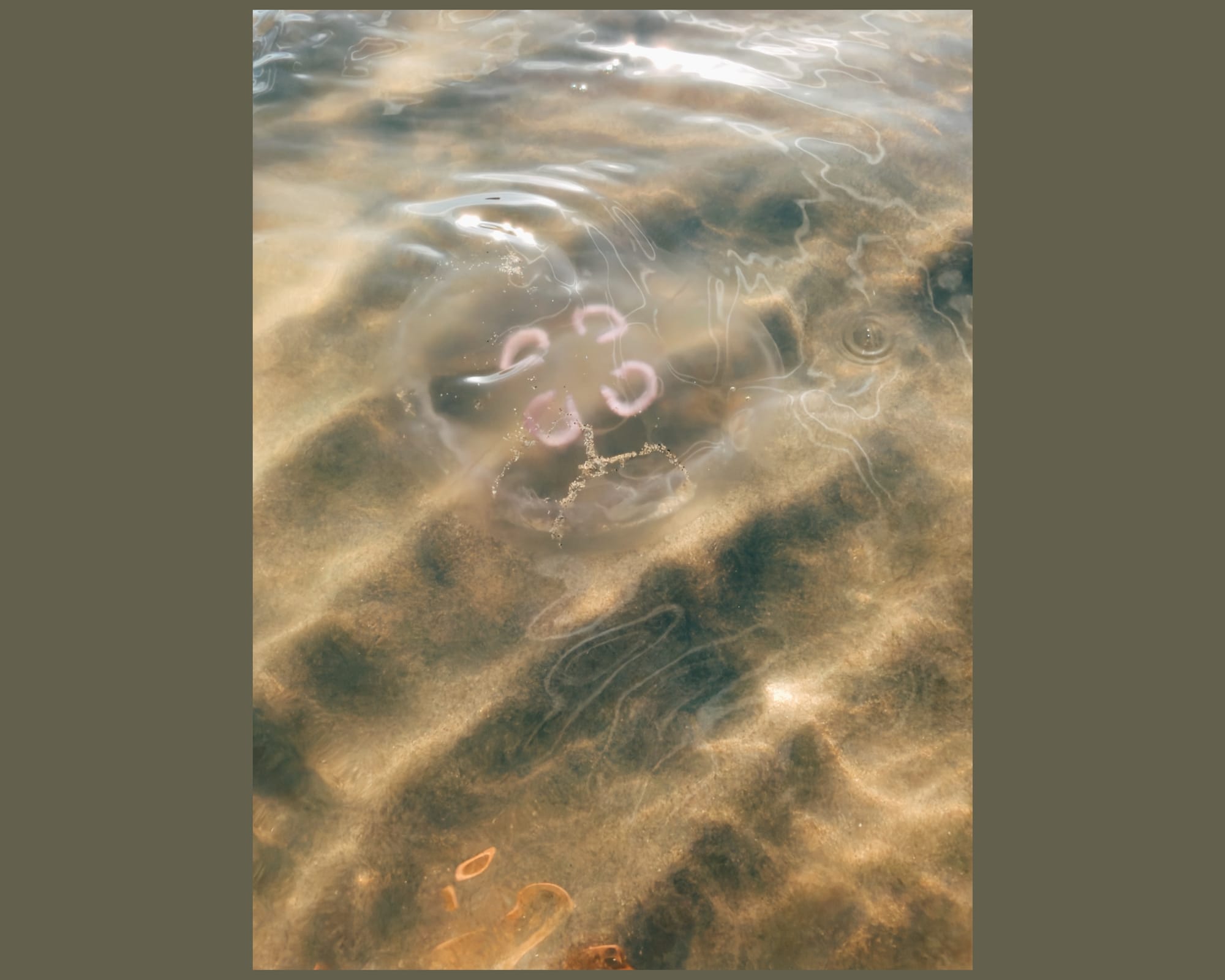 A moon jellyfish floating in the water just above the sand.