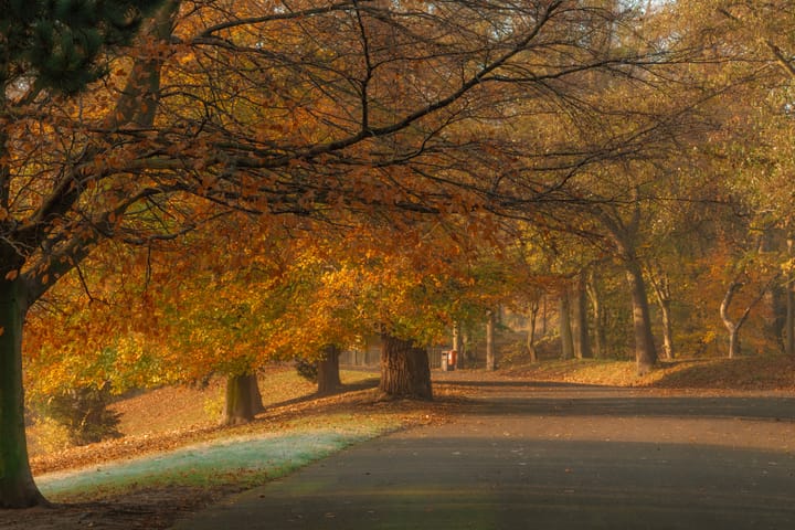 Autumnal trees line a footpath through a park, glowing golden orange in the morning sun.
