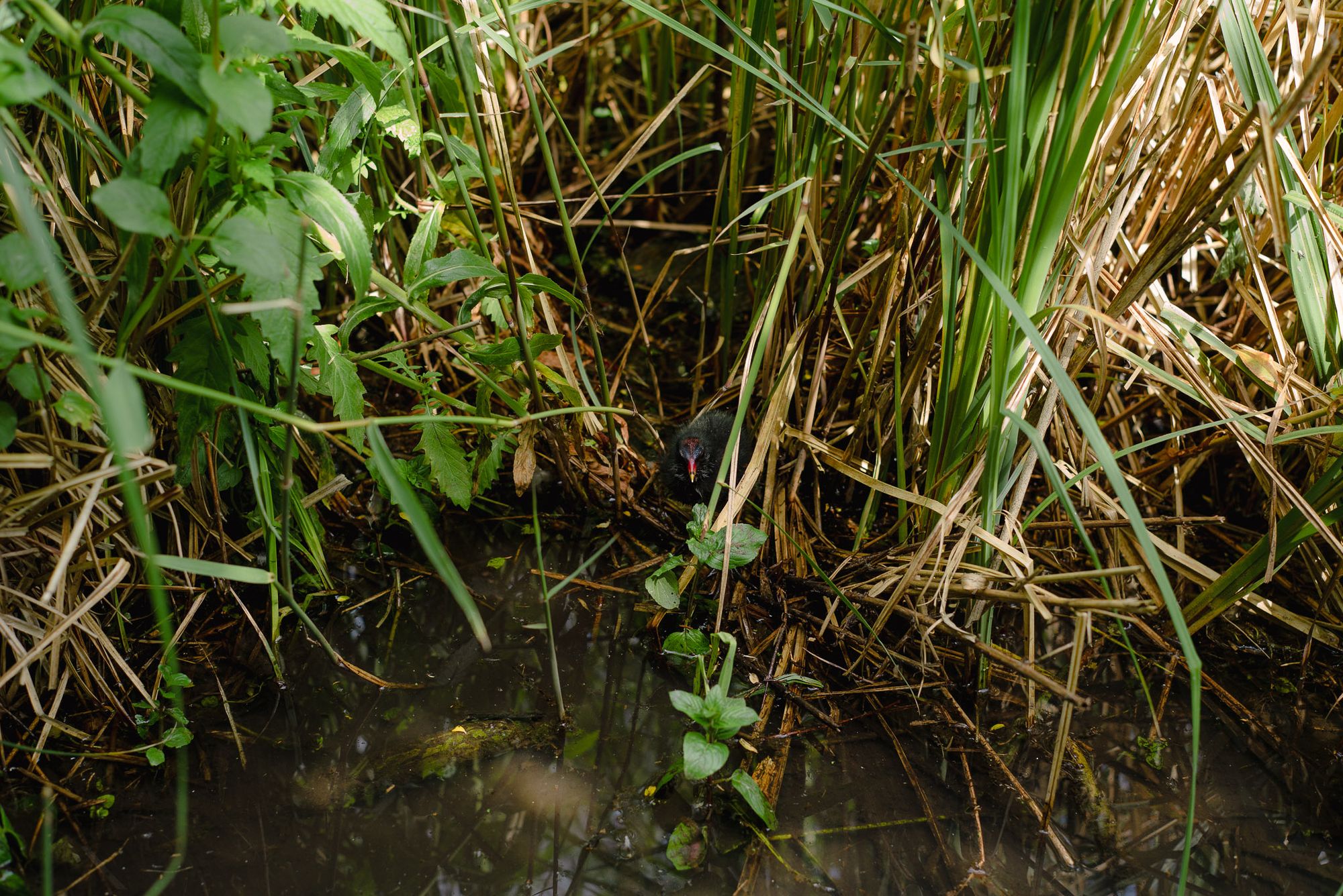A baby Moorhen sits amongst some reeds