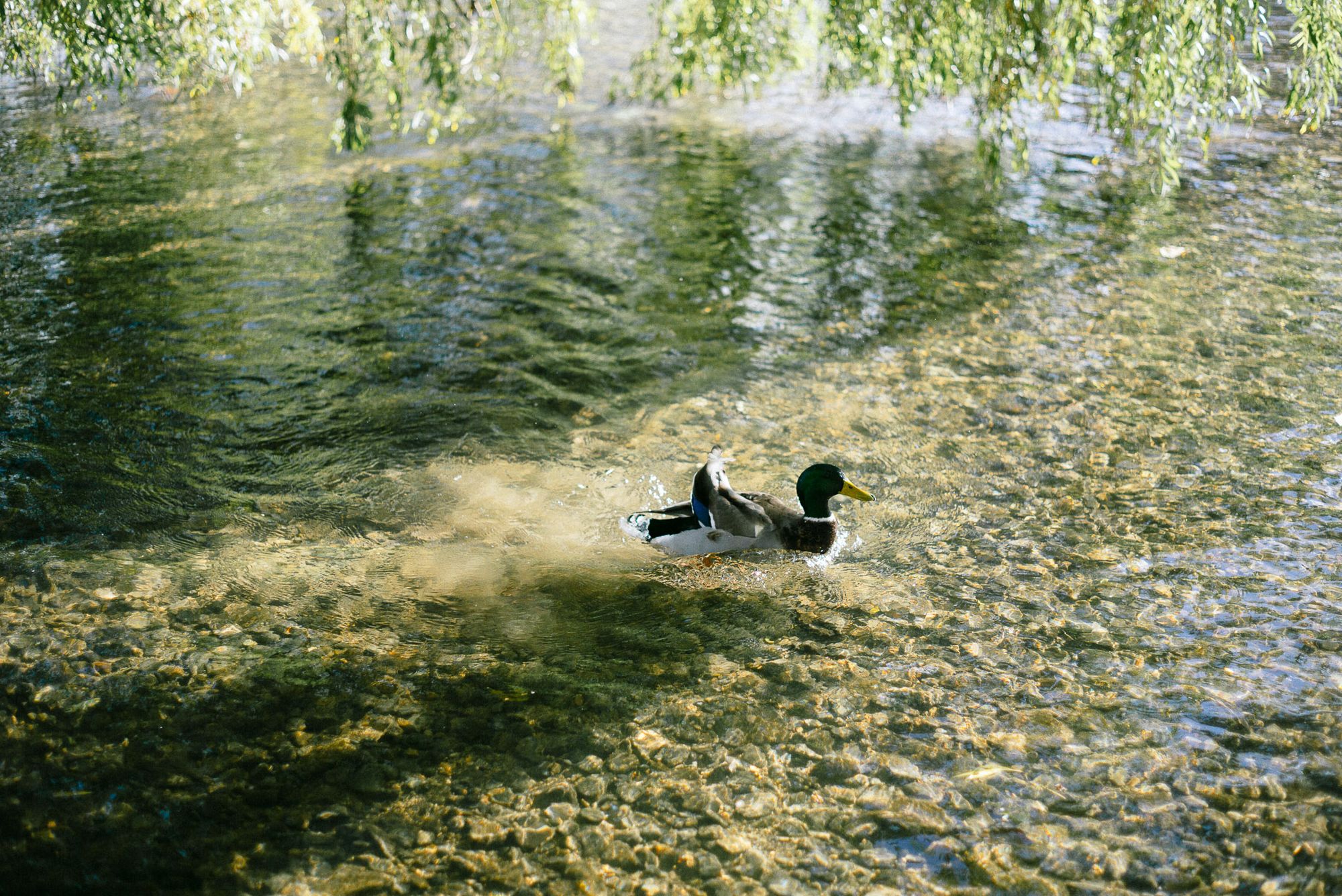 A duck plays in a river.