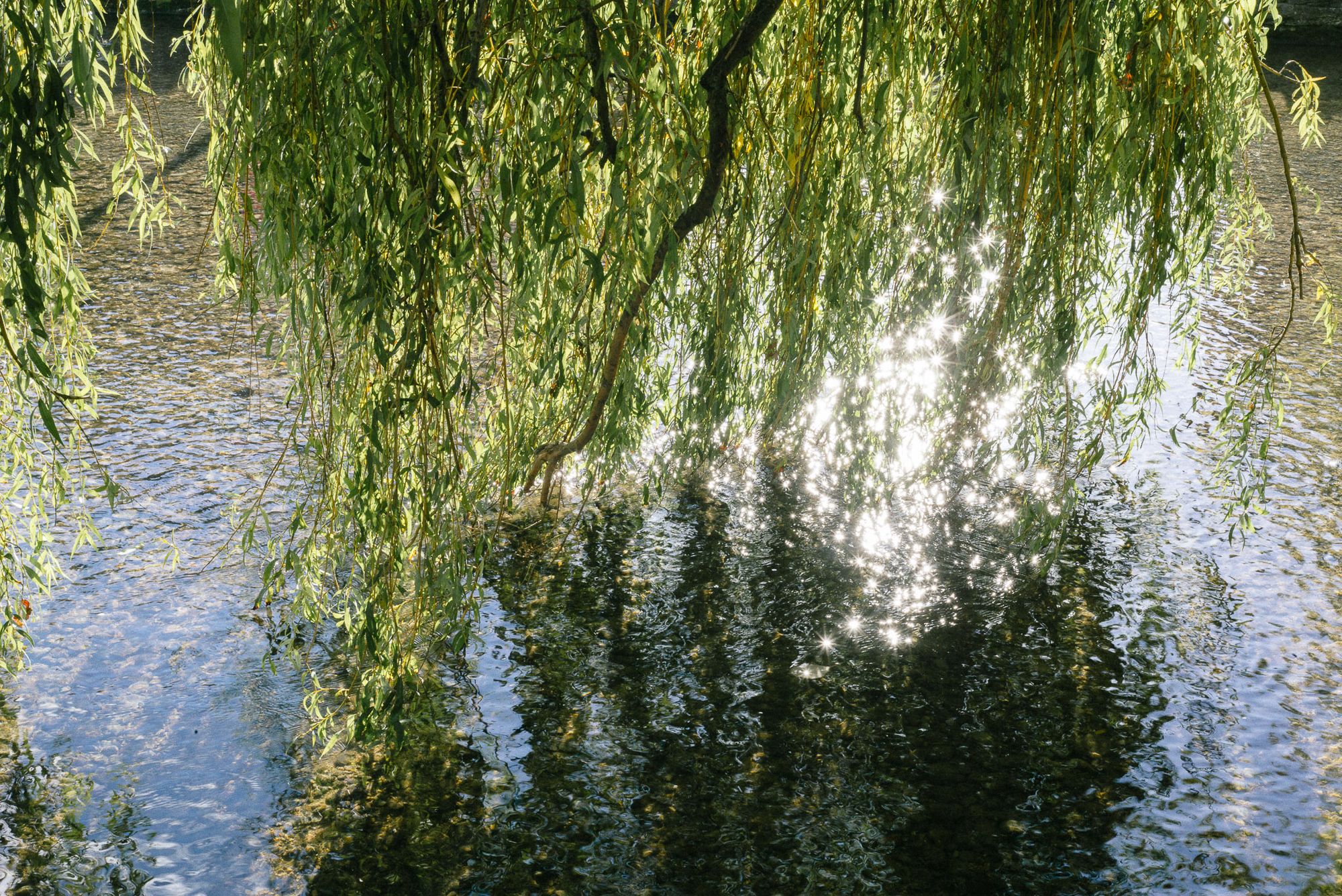 Branches from a willow tree reaching into a river on a sunny day.