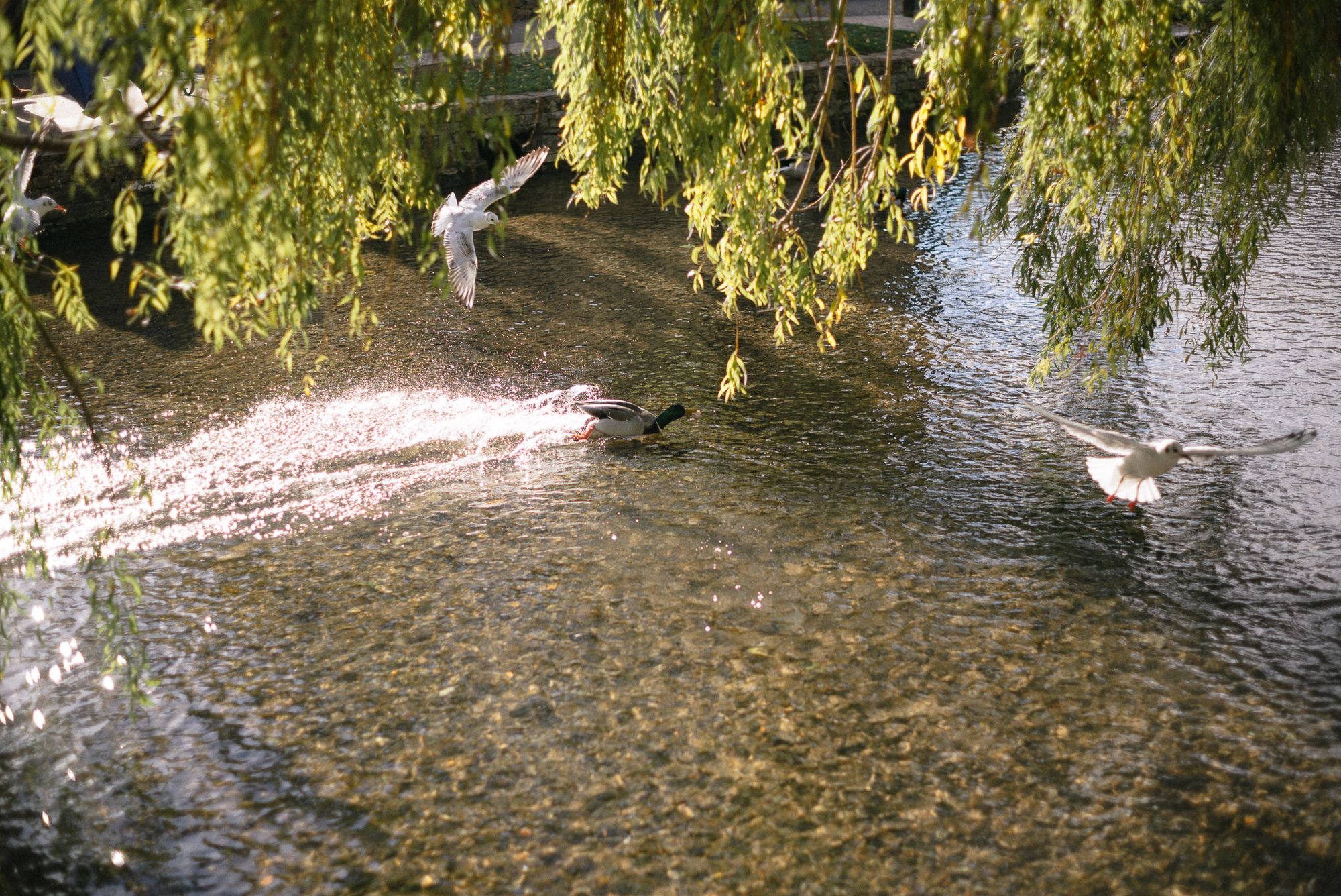 A duck lands on a river while seagulls fly around a willow tree.